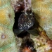 blenny_sailfin_lphr_gc_h_0272_cay4187.jpg